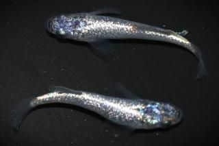 Da ڸʪۡ1ɤ᥹1ɤMDN1406