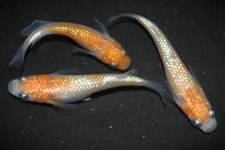  ڸʪۡ1ɤ᥹2ɤMDN1402