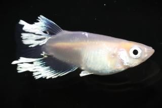 ޥꥢƩȾ ڸʪۡ1ɤMLDN1407