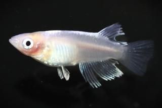 ޥꥢƩ(硼) ڸʪۡ1ɤMLDN1408