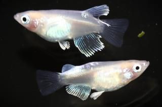 ޥꥢƩڥ ڸʪۡ1ɤ᥹1ɤMLDN1409