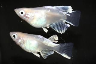 ޥꥢƩڥ ڸʪۡ1ɤ᥹1ɤMLDN1410