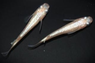 <img class='new_mark_img1' src='https://img.shop-pro.jp/img/new/icons1.gif' style='border:none;display:inline;margin:0px;padding:0px;width:auto;' />NEO ڸʪۡ1ɤ᥹1ɤMLDN1502