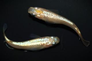 <img class='new_mark_img1' src='https://img.shop-pro.jp/img/new/icons1.gif' style='border:none;display:inline;margin:0px;padding:0px;width:auto;' />ڲNEO ڸʪۡ1ɤ᥹1ɤMLDN1504