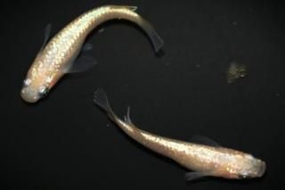 <img class='new_mark_img1' src='https://img.shop-pro.jp/img/new/icons1.gif' style='border:none;display:inline;margin:0px;padding:0px;width:auto;' />ڲNEO ڸʪۡ1ɤ᥹1ɤMLDN1505