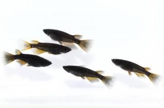 <img class='new_mark_img1' src='https://img.shop-pro.jp/img/new/icons1.gif' style='border:none;display:inline;margin:0px;padding:0px;width:auto;' />֥åꥢ󥰥ե ڸʪۡ2ɤ᥹3ɤMLDN1506