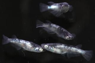 <img class='new_mark_img1' src='https://img.shop-pro.jp/img/new/icons1.gif' style='border:none;display:inline;margin:0px;padding:0px;width:auto;' />ϥ ڸʪۡ2ɤ᥹2ɤMLDN1507