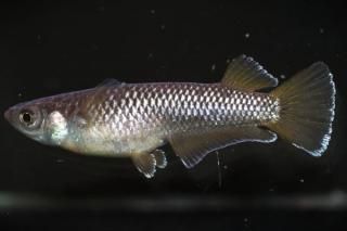 <img class='new_mark_img1' src='https://img.shop-pro.jp/img/new/icons1.gif' style='border:none;display:inline;margin:0px;padding:0px;width:auto;' />󥸥磻ɥե ڸʪۡ1ɤ᥹1ɤLDN1509