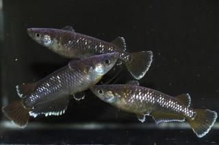 <img class='new_mark_img1' src='https://img.shop-pro.jp/img/new/icons1.gif' style='border:none;display:inline;margin:0px;padding:0px;width:auto;' />󥸥 ڸʪۡ1ɤ᥹2ɤMLDN1510