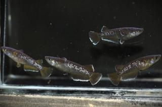 <img class='new_mark_img1' src='https://img.shop-pro.jp/img/new/icons1.gif' style='border:none;display:inline;margin:0px;padding:0px;width:auto;' />󥸥ʥ磻ɥե ڸʪۡ2ɤ᥹2ɤMLDN1511