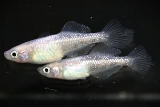 <img class='new_mark_img1' src='https://img.shop-pro.jp/img/new/icons1.gif' style='border:none;display:inline;margin:0px;padding:0px;width:auto;' /> ڸʪۡ1ɤ᥹1ɤMLDN1512