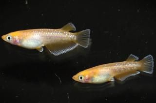 <img class='new_mark_img1' src='https://img.shop-pro.jp/img/new/icons1.gif' style='border:none;display:inline;margin:0px;padding:0px;width:auto;' />󥻥åȥ ڸʪۡ1ɤ᥹1ɤMLDN1513