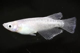 <img class='new_mark_img1' src='https://img.shop-pro.jp/img/new/icons1.gif' style='border:none;display:inline;margin:0px;padding:0px;width:auto;' />ۥ磻ȥ ڸʪۡ2ɤ᥹2ɤMLDN1514