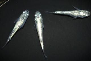 <img class='new_mark_img1' src='https://img.shop-pro.jp/img/new/icons1.gif' style='border:none;display:inline;margin:0px;padding:0px;width:auto;' />å ڸʪۡ1ɤ᥹2ɤMLDN1516