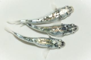 <img class='new_mark_img1' src='https://img.shop-pro.jp/img/new/icons1.gif' style='border:none;display:inline;margin:0px;padding:0px;width:auto;' />å ڸʪۡ1ɤ᥹2ɤMLDN1518