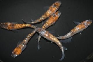 <img class='new_mark_img1' src='https://img.shop-pro.jp/img/new/icons1.gif' style='border:none;display:inline;margin:0px;padding:0px;width:auto;' /> ڸʪۡ6ɤMLDN1519