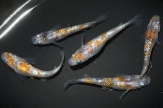 <img class='new_mark_img1' src='https://img.shop-pro.jp/img/new/icons1.gif' style='border:none;display:inline;margin:0px;padding:0px;width:auto;' /> ڸʪۡ2ɤ᥹3ɤMLDN1520