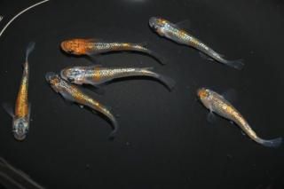 <img class='new_mark_img1' src='https://img.shop-pro.jp/img/new/icons1.gif' style='border:none;display:inline;margin:0px;padding:0px;width:auto;' />ꥷ ڸʪۡ3ɤ᥹3ɤMLDN1522