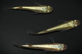 <img class='new_mark_img1' src='https://img.shop-pro.jp/img/new/icons1.gif' style='border:none;display:inline;margin:0px;padding:0px;width:auto;' /> ڸʪۡ1ɤ᥹2ɤMLDN1523