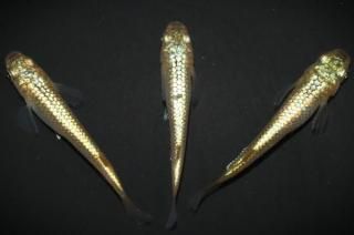 <img class='new_mark_img1' src='https://img.shop-pro.jp/img/new/icons1.gif' style='border:none;display:inline;margin:0px;padding:0px;width:auto;' /> ڸʪۡ1ɤ᥹2ɤMLDN1524