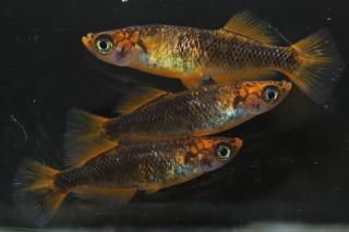  ڸʪۡ2ɤ᥹2ɤMLDN1411