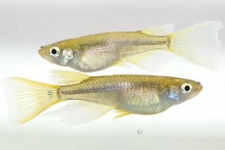 ꥢ󥰥ե ڸʪۡ1ɤ᥹1ɤLDN1412