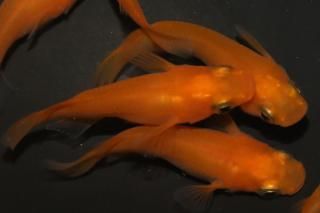 ̵ ڸʪۡ3ɤ᥹3ɤLDN1413