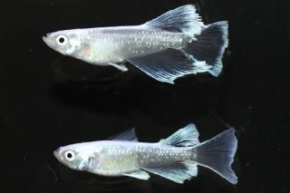 ĴǷꥢ󥰥ե ڸʪۡ1ɤ᥹1ɤLDN1414