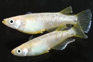 եȥ ڸʪۡ3ɤLDN1415