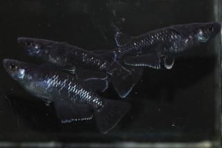 ŷ ڸʪۡ1ɤ᥹2ɤLDN1416