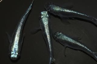 ѥ֥롼 ڸʪۡ2ɤ᥹3ɤMLDN1417