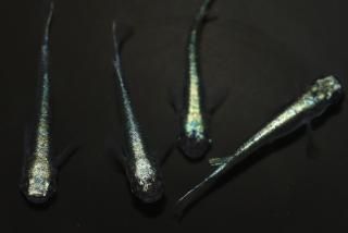 ѥ֥롼 ڸʪۡ2ɤ᥹3ɤMLDN1418