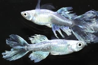 ե˹Bη ڸʪۡ1ɤ᥹2ɤLDN1419