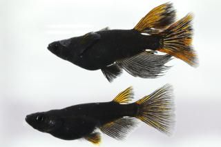 ֥åꥢ󥰥եS졼ɡ ڸʪۡ1ɤ᥹2ɤMLDN1420