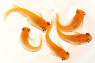 <img class='new_mark_img1' src='https://img.shop-pro.jp/img/new/icons1.gif' style='border:none;display:inline;margin:0px;padding:0px;width:auto;' />̵ ڸʪۡ2ɤ᥹3ɤMLDN2901