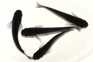 <img class='new_mark_img1' src='https://img.shop-pro.jp/img/new/icons1.gif' style='border:none;display:inline;margin:0px;padding:0px;width:auto;' /> ڸʪۡ2ɤ᥹2ɤMLDN2902