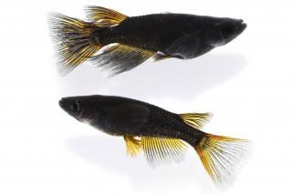 <img class='new_mark_img1' src='https://img.shop-pro.jp/img/new/icons1.gif' style='border:none;display:inline;margin:0px;padding:0px;width:auto;' />֥åƩڥꥢ󥰥ե ڸʪۡ1ɤ᥹1ɤMLDN2903