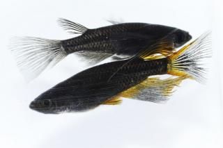 <img class='new_mark_img1' src='https://img.shop-pro.jp/img/new/icons1.gif' style='border:none;display:inline;margin:0px;padding:0px;width:auto;' />֥åƩڥꥢ󥰥ե ڸʪۡ1ɤ᥹1ɤMLDN2904