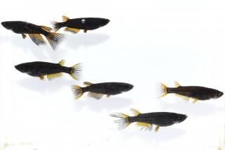 <img class='new_mark_img1' src='https://img.shop-pro.jp/img/new/icons1.gif' style='border:none;display:inline;margin:0px;padding:0px;width:auto;' />֥åƩڡʥꥢ󥰥ե ڸʪۡ3ɤ᥹3ɤMLDN2905