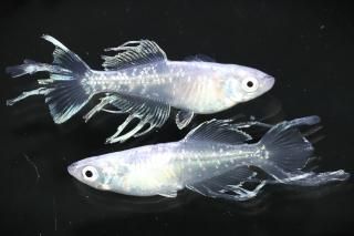 <img class='new_mark_img1' src='https://img.shop-pro.jp/img/new/icons1.gif' style='border:none;display:inline;margin:0px;padding:0px;width:auto;' />ǡ ڸʪۡ2ɤ᥹2ɤMLDN2907