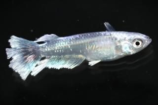 <img class='new_mark_img1' src='https://img.shop-pro.jp/img/new/icons1.gif' style='border:none;display:inline;margin:0px;padding:0px;width:auto;' />ǥ磻ɥե ڸʪۡ1ɤ᥹1ɤMLDN2909