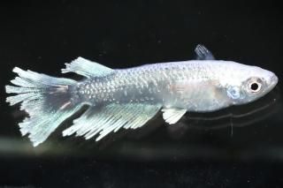 <img class='new_mark_img1' src='https://img.shop-pro.jp/img/new/icons1.gif' style='border:none;display:inline;margin:0px;padding:0px;width:auto;' />ǥ磻ɥե ڸʪۡ1ɤ᥹1ɤMLDN2910