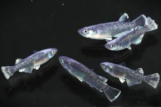 <img class='new_mark_img1' src='https://img.shop-pro.jp/img/new/icons1.gif' style='border:none;display:inline;margin:0px;padding:0px;width:auto;' />֥å졼 ڸʪۡ2ɤ᥹3ɤMLDN3003