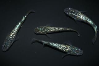 ¹ᴴǷե ڸʪۡ1ɤ᥹3ɤMLDN1702