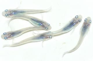  ڸʪۡ3ɤ᥹3ɤMDN1704