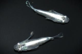 ĴǷȾ ڸʪۡ1ɤ᥹1ɤMDN1705