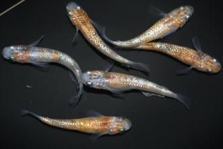  ڸʪۡ2ɤ᥹4ɤMLDN1707