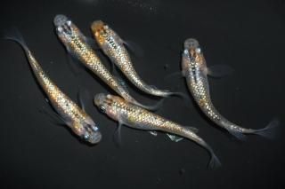 ˺Ѥ ڸʪۡ2ɤ᥹3ɤMDN1708