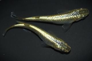  ڸʪۡ1ɤ᥹1ɤMDN1709