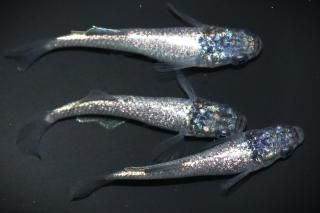 Da ڸʪۡ1ɤ᥹2ɤMDN1710